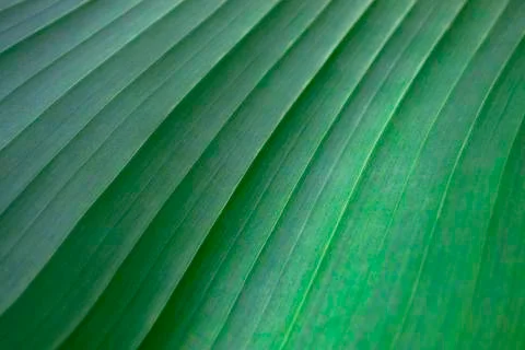 The surface of a large striped sheet. Green background and wallpaper. Growth Stock Photos