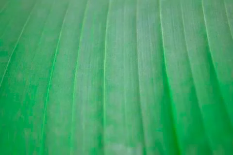 The surface of a large striped sheet. Green background and wallpaper. Growth Stock Photos