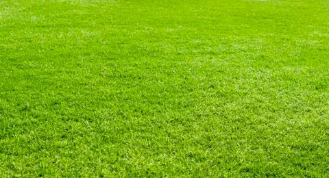 The surface of the lawn Stock Photos