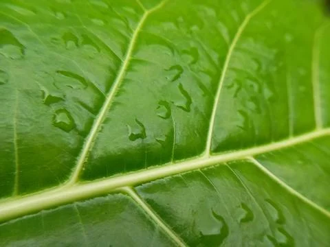 The surface of the leaves is green with interesting patterns, and there are drop Stock Photos