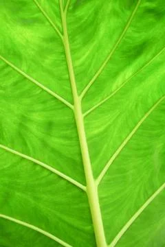 Surface of leaves Foto stock