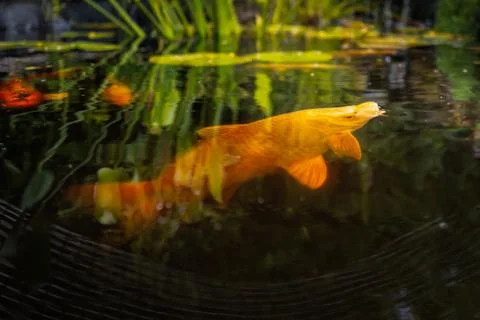 Surface level image of a Koi carp coming up to the surface Stock Photos