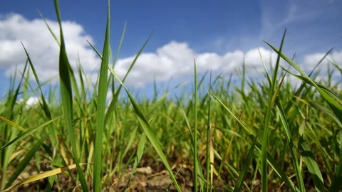 Surface Level, Outdoors, Day, Non Urban Scene, Meadow, Field, Beauty In Nature, Stock Footage 94013848
