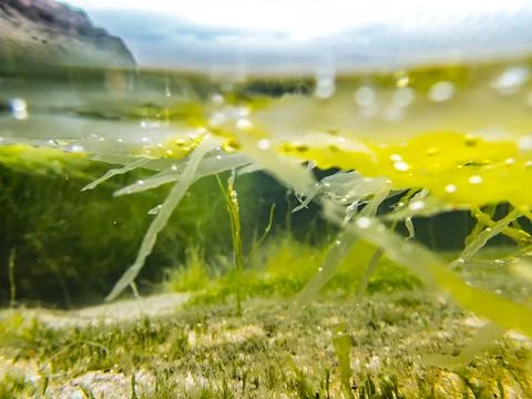 Surface level rock pool with plants and rock Stock-Fotos