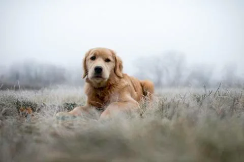 Surface level view of golden retriever lying in field on frosty morning looking Stock Photos