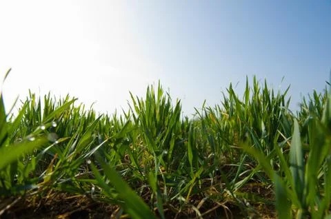 Surface level view of wheat field with new green growth Stock Photos