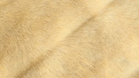 Surface of light beige eco fur coat Stock Footage 103104359