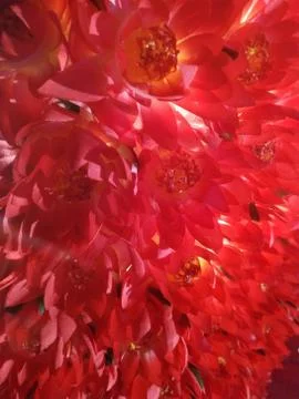The surface is made of red flowers Stock Photos