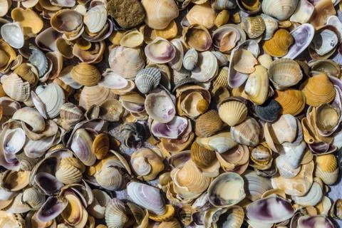 Surface with many sea shells of bivalve mollusks Stock Photos