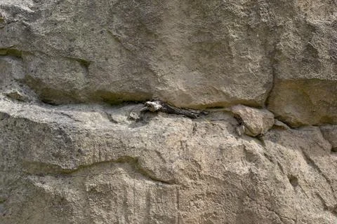 Surface of the marble with brown tint. Background 写真素材