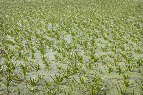 The surface of the marshy lake Stock Photos