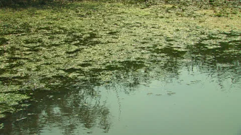 Surface of a marshy pond. Stock Footage 27149176