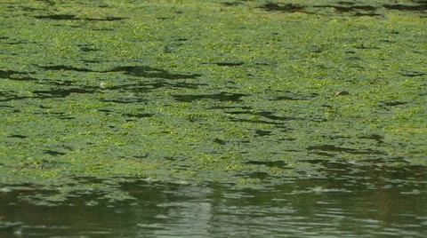Surface of a marshy pond. Stock Footage 27150088