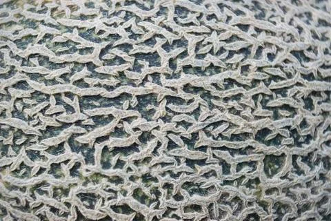 Surface of melon close-up Stock Photos