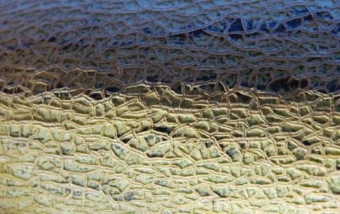 The surface of the melon texture background Stock Photos