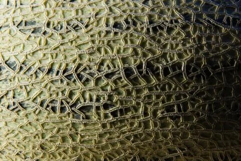 The surface of the melon texture background Stock Photos
