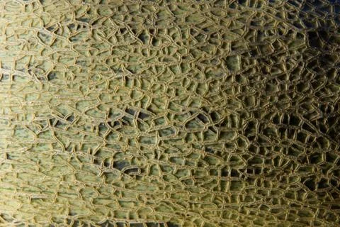 The surface of the melon texture background 스톡 사진