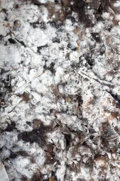 Surface of molded leaves Stock Photos