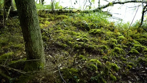 Surface of a moss in the park Video stock 94364313