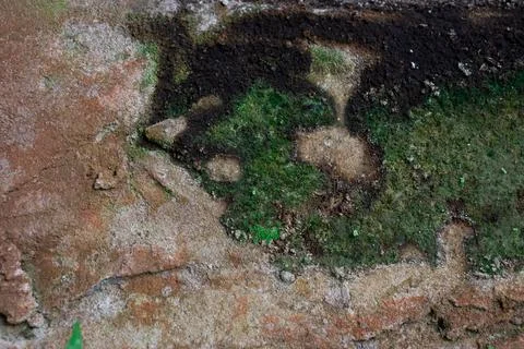 The surface of the mossy old house wall Stock Photos