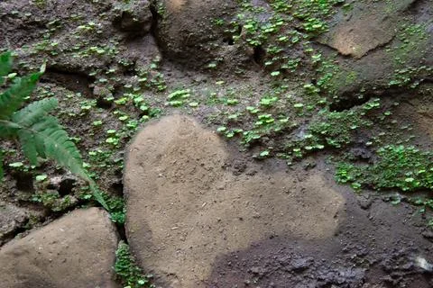 The surface of the mossy old house wall Stock Photos