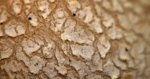 Surface of a Mushroom in extreme Closeup 库存影片 94498165