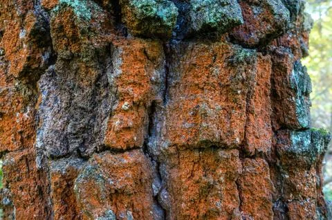 The surface of oak bark is macro texture of wood damaged by bark beetle. The Stock Photos