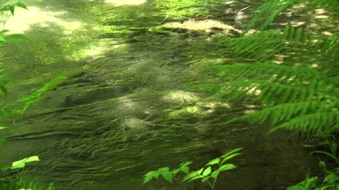 Surface of the Oirase Stream Vidéo 332787919
