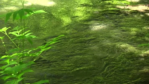 Surface of the Oirase Stream Видео 332787958