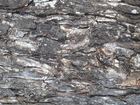 Surface of old bark which is dry Stock Photos