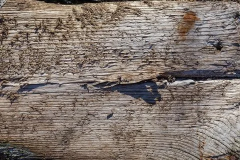Surface of old cracked coarse dark wooden plank Stock Photos