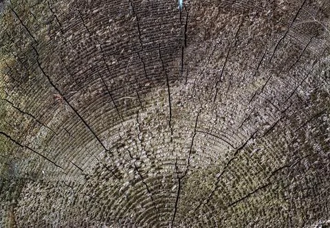 The surface of an old cracked tree stump with a small deep four-rayed slit .. Foto stock
