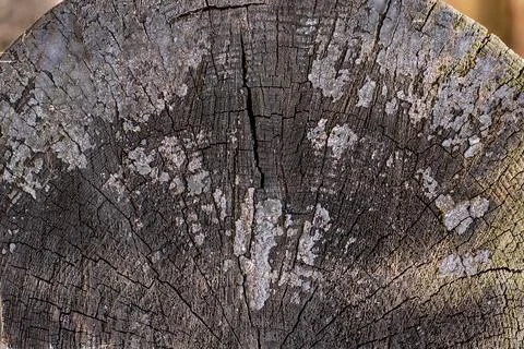 The surface of an old cracked tree stump with a small deep four-rayed slit .. Foto stock