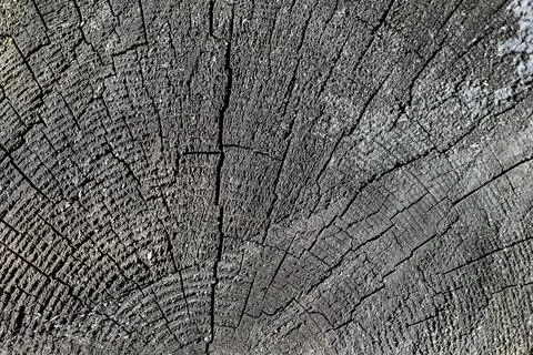 The surface of an old cracked tree stump with a small deep four-rayed slit in Foto stock