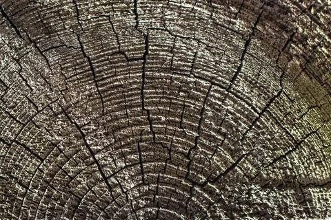 The surface of an old cracked tree stump with a small deep four-rayed slit .. Foto stock