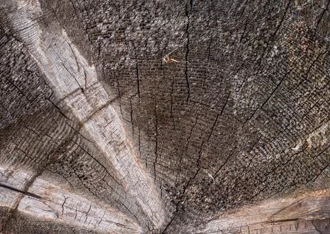 The surface of an old cracked tree stump with a small deep four-rayed slit .. Foto stock