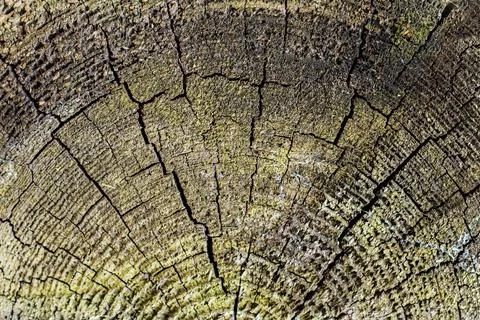 The surface of an old cracked tree stump with a small deep four-rayed slit .. Stockfoto's