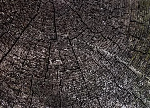 The surface of an old cracked tree stump with a small deep four-rayed slit .. Stockfoto's