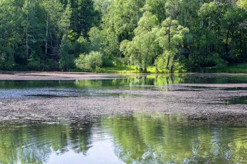 The surface of the old overgrown pond Stock Photos