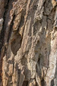 Surface of old rotten, insect bored, eaten tree. Stock Photos