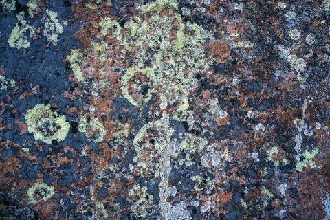 Surface of the old stone is covered with moss and lichen. background from multi Stock Photos
