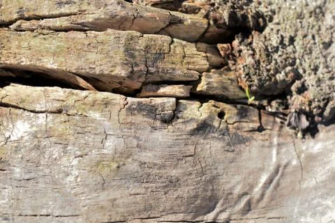 The surface of an old stump closeup lit by the sun. Natural background Stock Photos