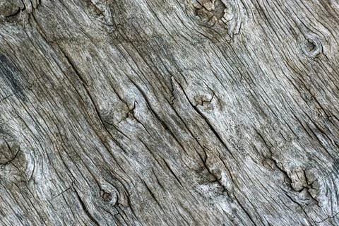 Surface of old weathered tree trunk with small trenches Stock Photos