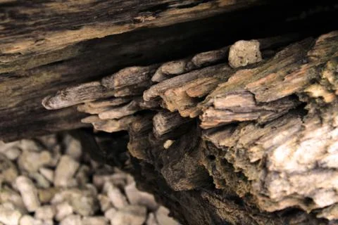 Surface of an Old Wood Macro Closeup shot Stock Photos