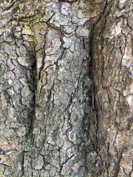 The surface of an old wrinkled tree. Cracked bark of a plant. Harmonious Stock Photos