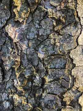 The surface of an old wrinkled tree. Cracked bark of a plant. Harmonious Stock Photos