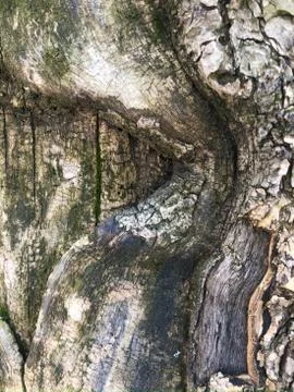 The surface of an old wrinkled tree trunk. Cracked bark of a plant. Harmonious Stock Photos