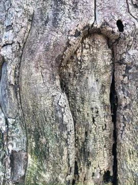 The surface of an old wrinkled tree trunk. Cracked bark of a plant. Harmonious Stock Photos