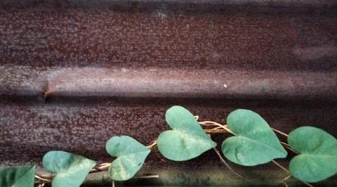 The surface of the old zinc has rust and ivy on the surface Stock Photos