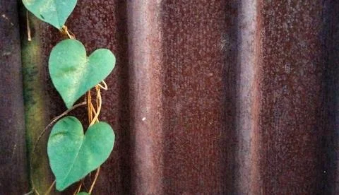 The surface of the old zinc has rust and ivy on the surface Stock Photos